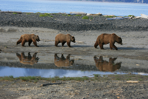Katmai National Park